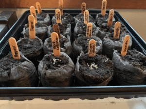 life skills - planting seeds