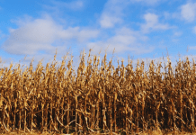 corn field; wi corn farmer