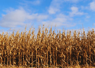 corn field; wi corn farmer