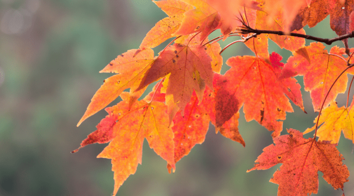 fall colors; red leaves